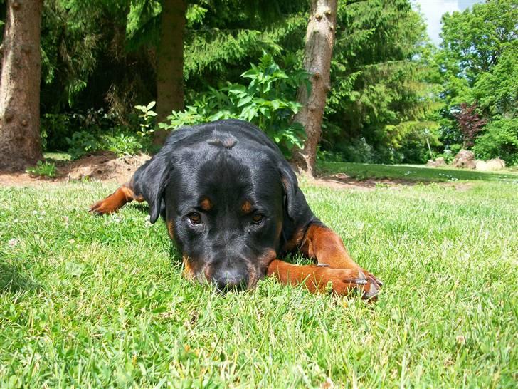 Rottweiler Tyson billede 9