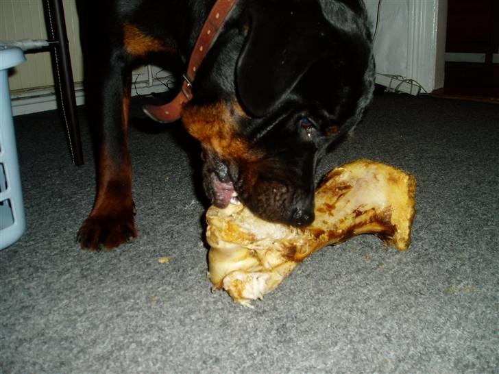 Rottweiler Tyson - Lækkert med et stort kødben... mums billede 10