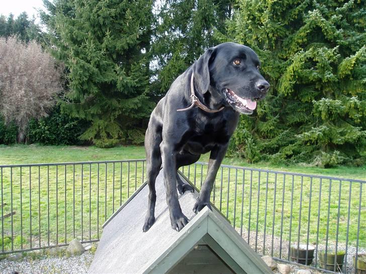 Labrador retriever Pelle - Jeg er lige hoppet op på mit hundehus billede 1