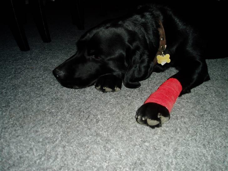 Labrador retriever Pelle - Av....av... flækket negl billede 2