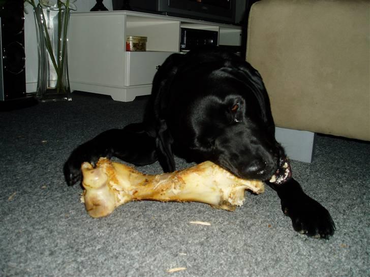 Labrador retriever Pelle billede 3