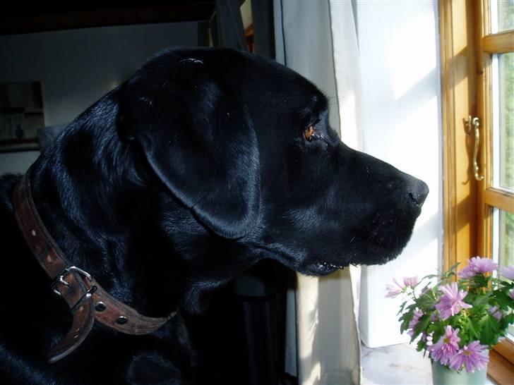 Labrador retriever Pelle billede 4