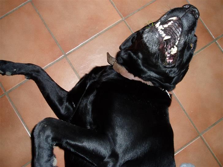 Labrador retriever Pelle billede 5