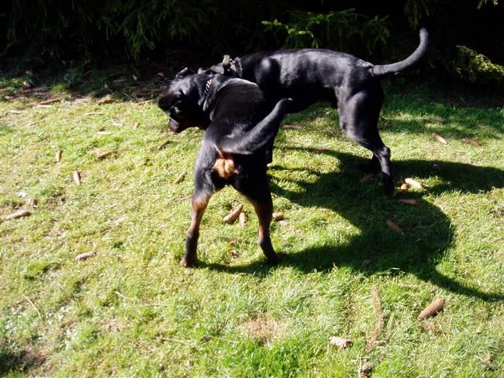Labrador retriever Pelle - leger med Tyson billede 6