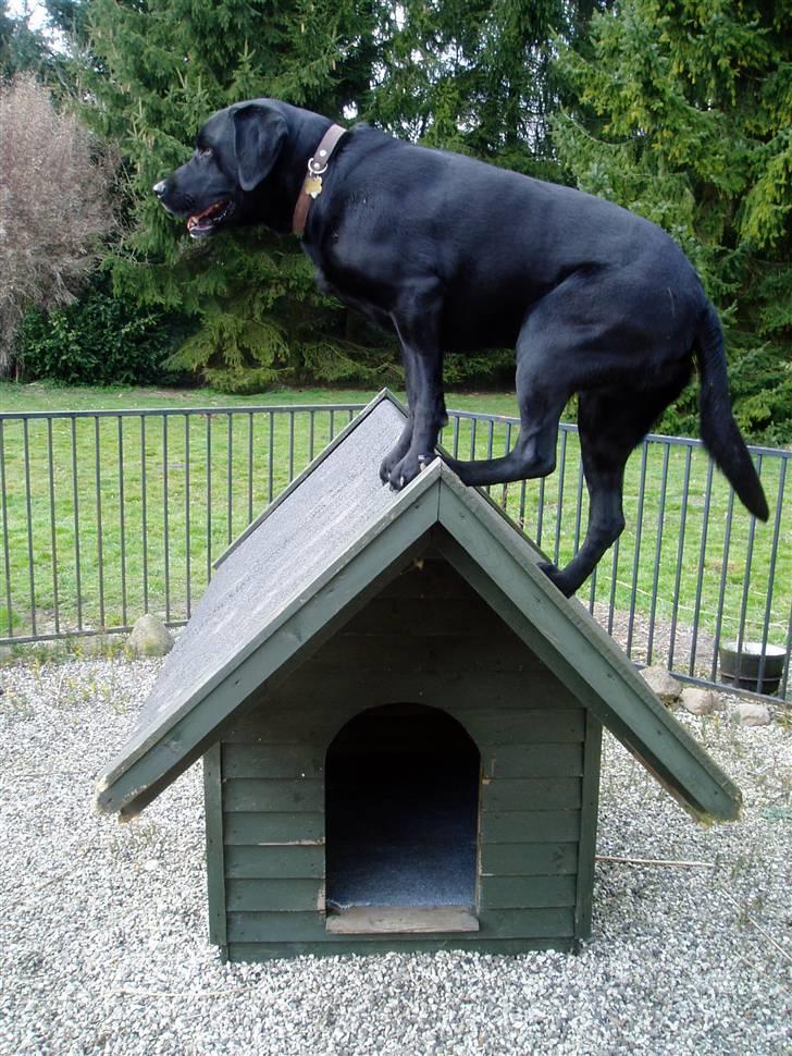 Labrador retriever Pelle billede 7