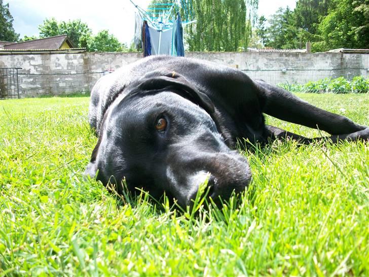 Labrador retriever Pelle billede 8