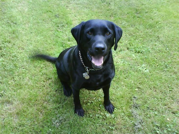 Labrador retriever Pelle billede 9