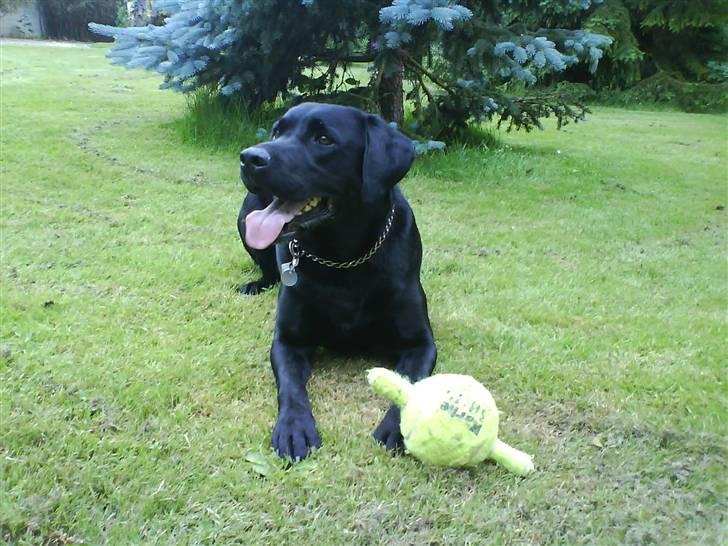 Labrador retriever Pelle billede 10