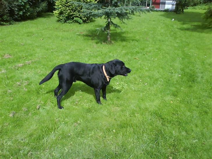 Labrador retriever Pelle billede 11