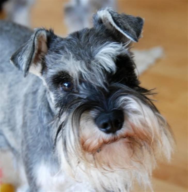 Dvaergschnauzer Cosinus - Nyt billede af Cosinus! billede 6