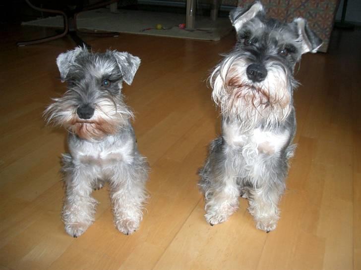 Dvaergschnauzer Cosinus - Ofelia og Cosinus! billede 7