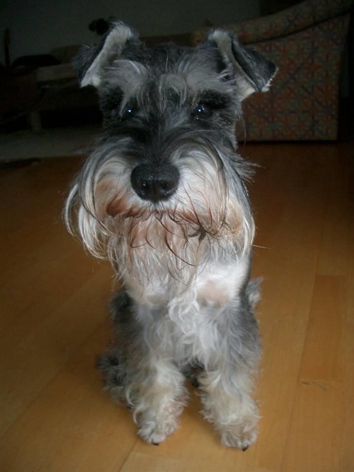 Dvaergschnauzer Cosinus - Cosinus! billede 8