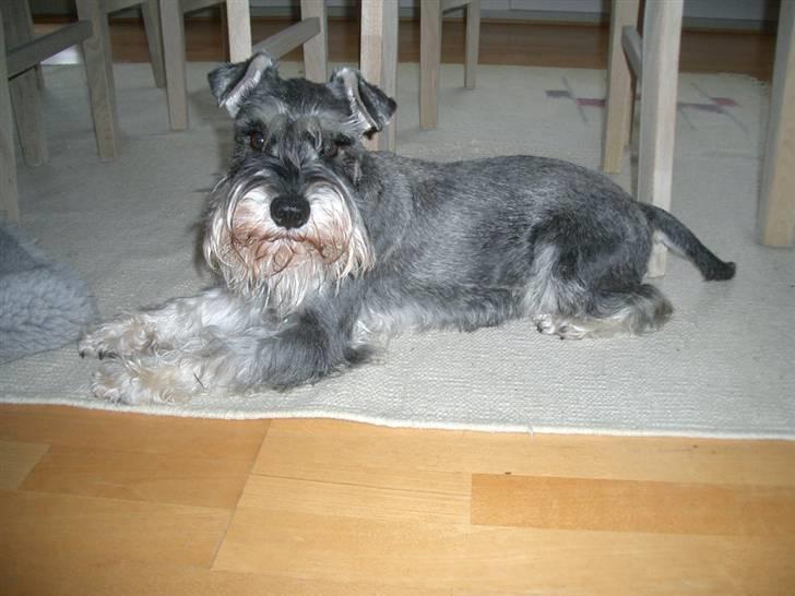 Dvaergschnauzer Cosinus - Cosinus! billede 9