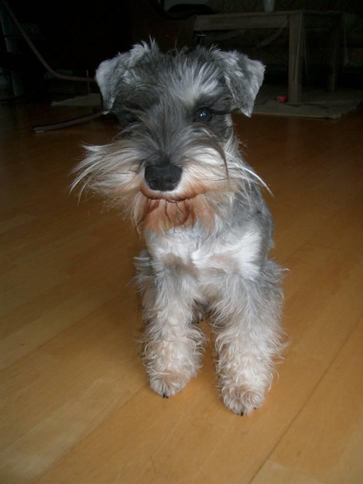 Dvaergschnauzer Ofelia - Lille Ofelia! billede 6