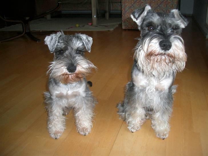 Dvaergschnauzer Ofelia - Ofelia og Cosinus! billede 7