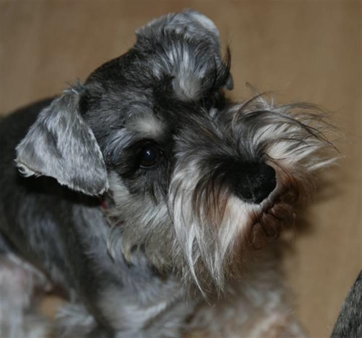 Dvaergschnauzer Ofelia - Nyt billede af Ofelia! billede 8