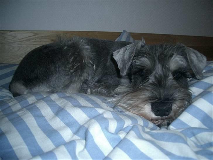 Dvaergschnauzer Ofelia - Ofelia! billede 9