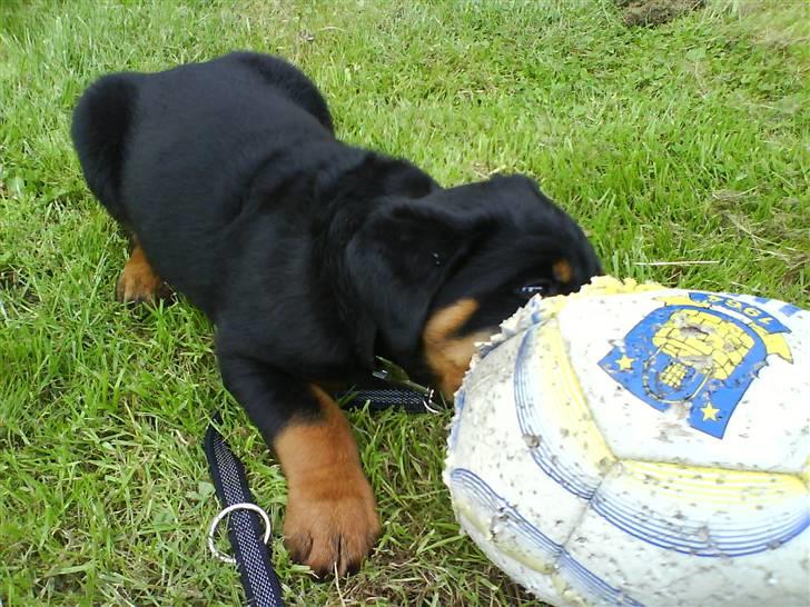 Rottweiler Tyson billede 11