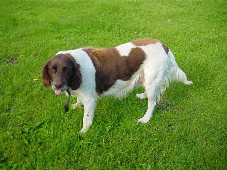 Kleiner münsterländer Sikka billede 1