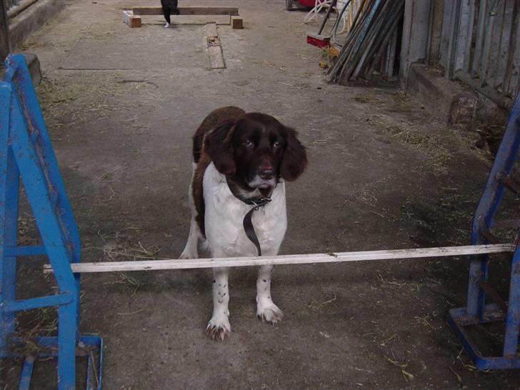 Kleiner münsterländer Sikka billede 2