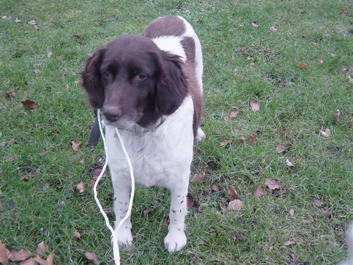 Kleiner münsterländer Sikka billede 3