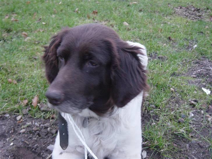 Kleiner münsterländer Sikka billede 4