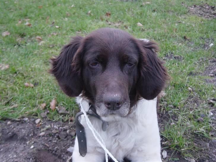 Kleiner münsterländer Sikka billede 5