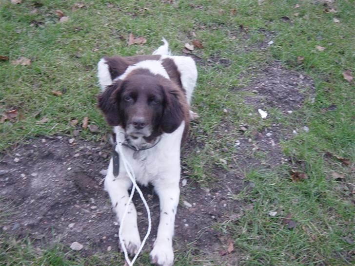 Kleiner münsterländer Sikka billede 6