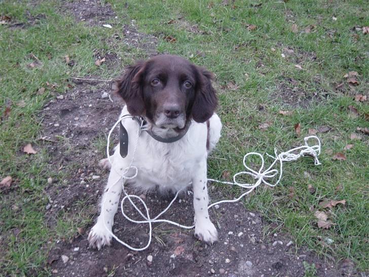 Kleiner münsterländer Sikka billede 7