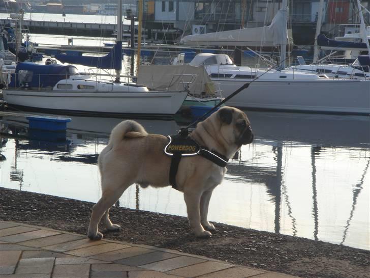 Mops Cosmo billede 18