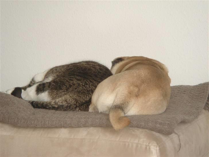 Mops Cosmo billede 19