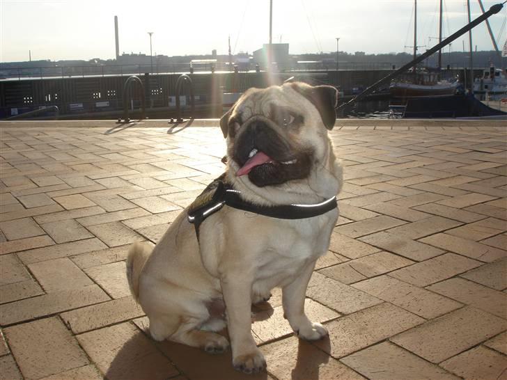 Mops Cosmo billede 20