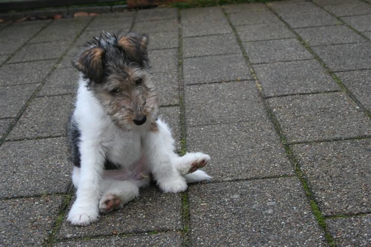 Ruhåret foxterrier "Tippe" - ÅÅ, Tippe tipper billede 14