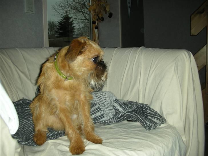 Griffon bruxellois Eddie - Min stol billede 7