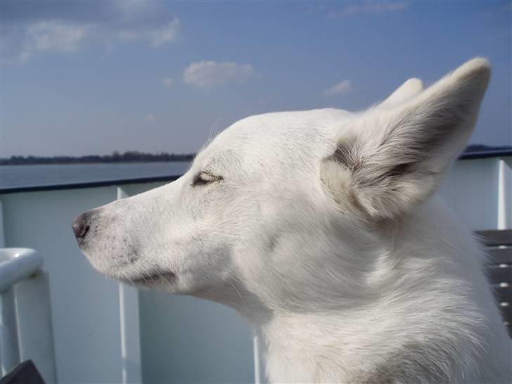 Blanding af racer Pure billede 1