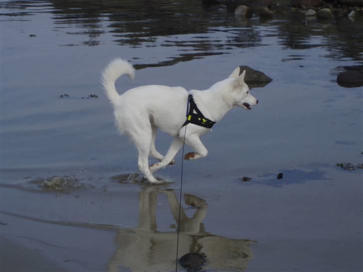 Blanding af racer Pure billede 2