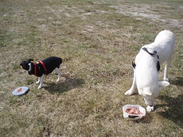 Blanding af racer Pure billede 3