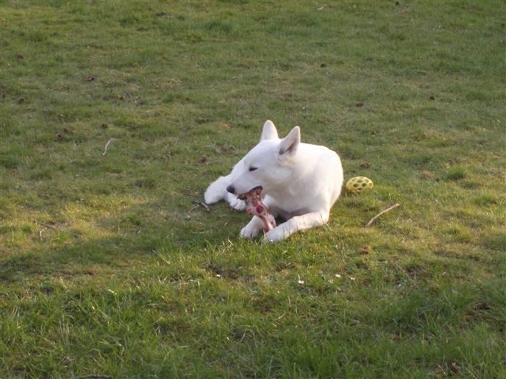 Blanding af racer Pure billede 4