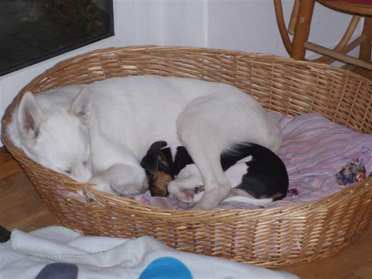 Blanding af racer Pure billede 5