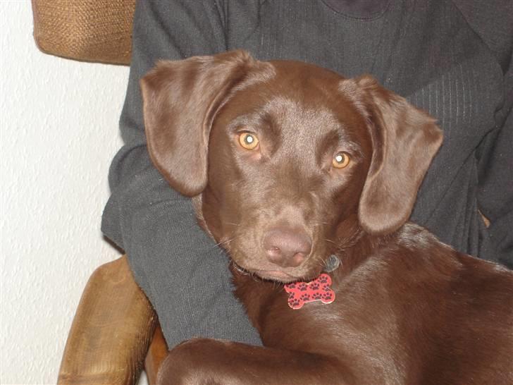 Blanding af racer Sif billede 1