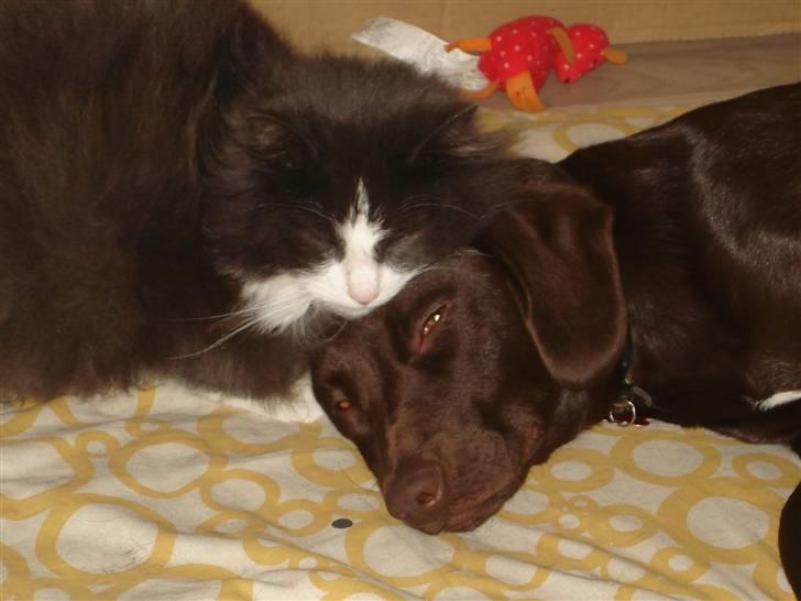 Blanding af racer Sif - Sif med vore kat Gismo billede 2