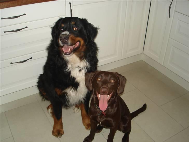 Blanding af racer Sif - Sif med storebror Hannibal billede 3