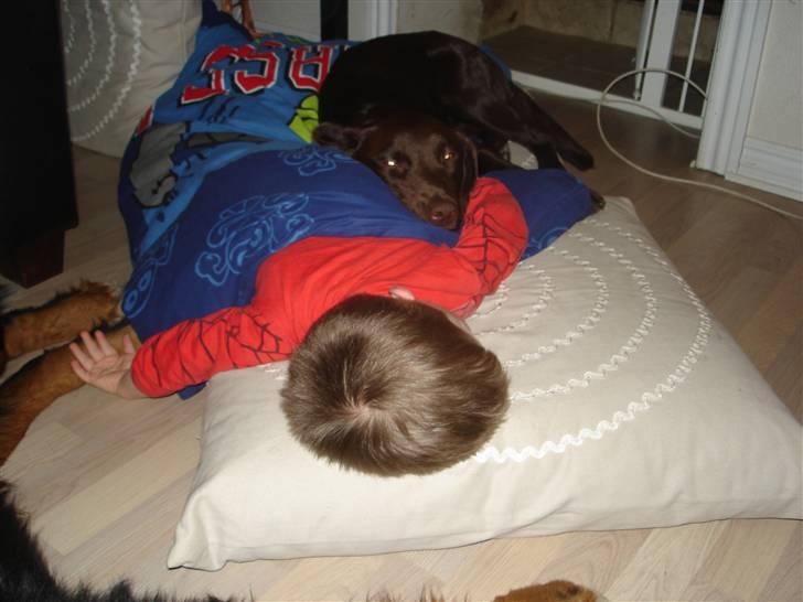 Blanding af racer Sif - Putter lige med Lukas billede 4