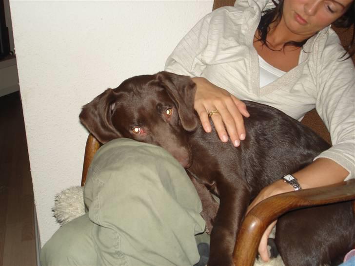 Blanding af racer Sif billede 5