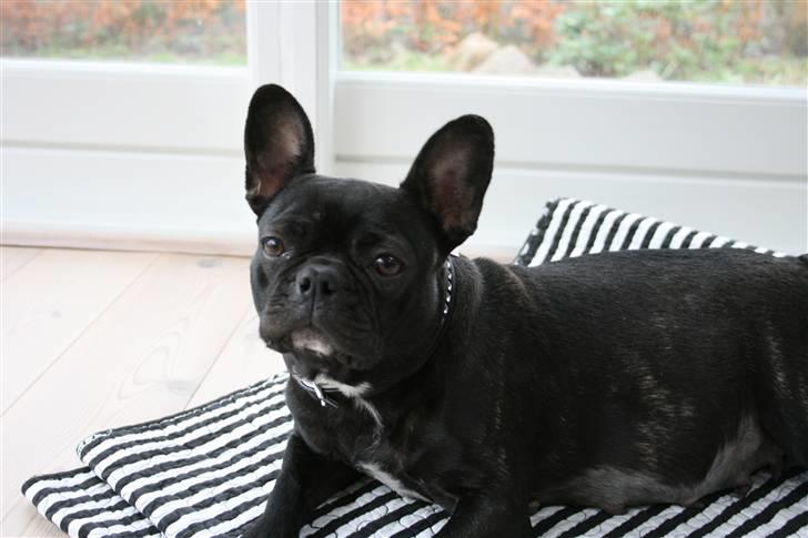 Fransk bulldog Tusnelda billede 9