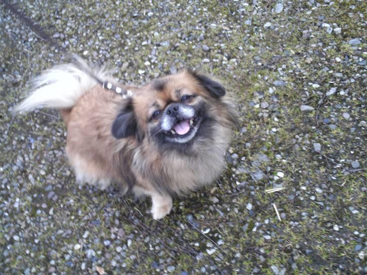 Tibetansk spaniel Iris - Til hundetræning (: billede 1