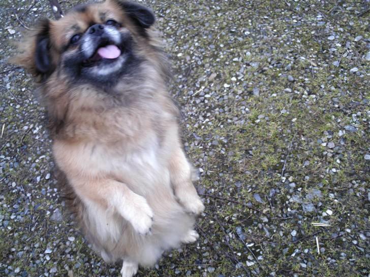 Tibetansk spaniel Iris - Iris, mens hun dansede (: det er ikke til at se, men hvis man holdt hånden lige uden for hendes rækkevidde, så rejste hun sig på bagbenene og dansede rundt om sig selv (: billede 2