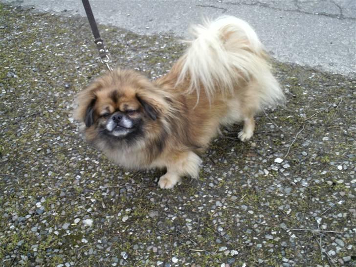 Tibetansk spaniel Iris billede 3