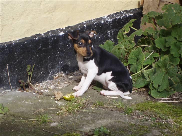 Dansk svensk gaardhund Sola billede 1
