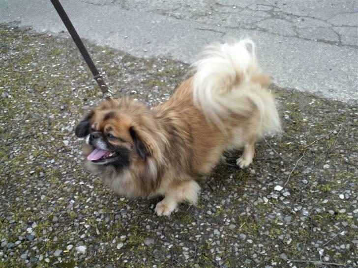 Tibetansk spaniel Iris billede 4